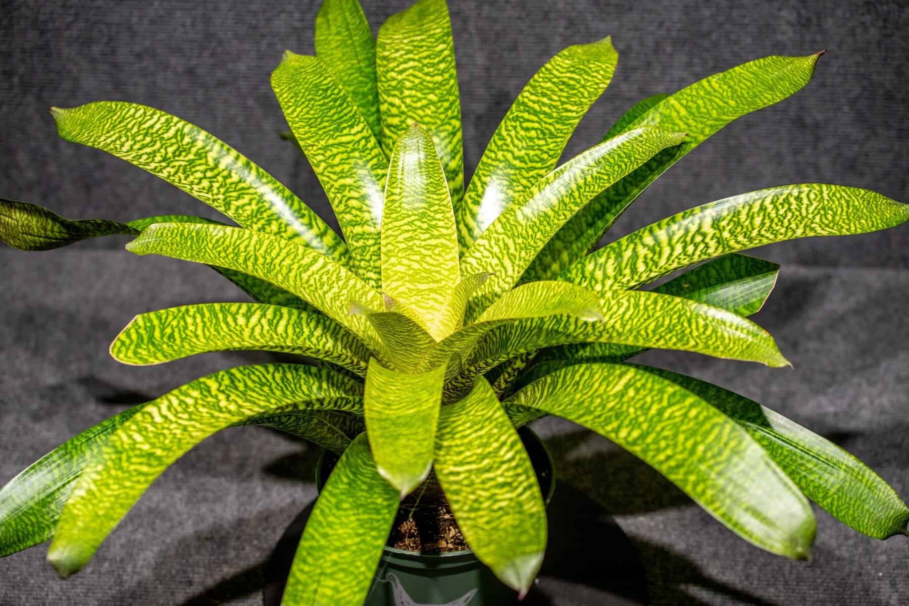 ブロメリア・エアープランツ Vriesea Mint Julep Vriesea 'Mint Julep' – Tropiflora