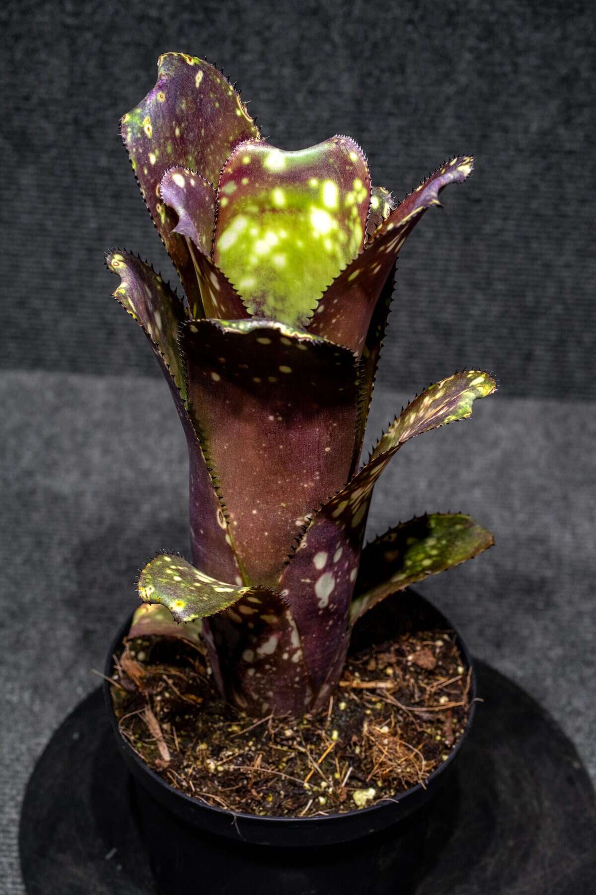 Billbergia Lots of Spots – 305 Greenery, Inc.