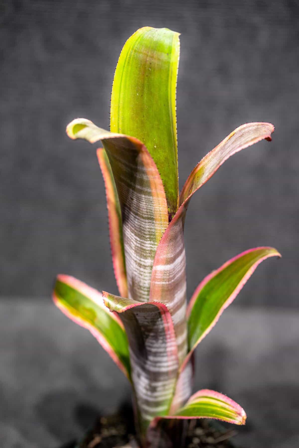 Billbergia Vittata Albo – 305 Greenery, Inc.