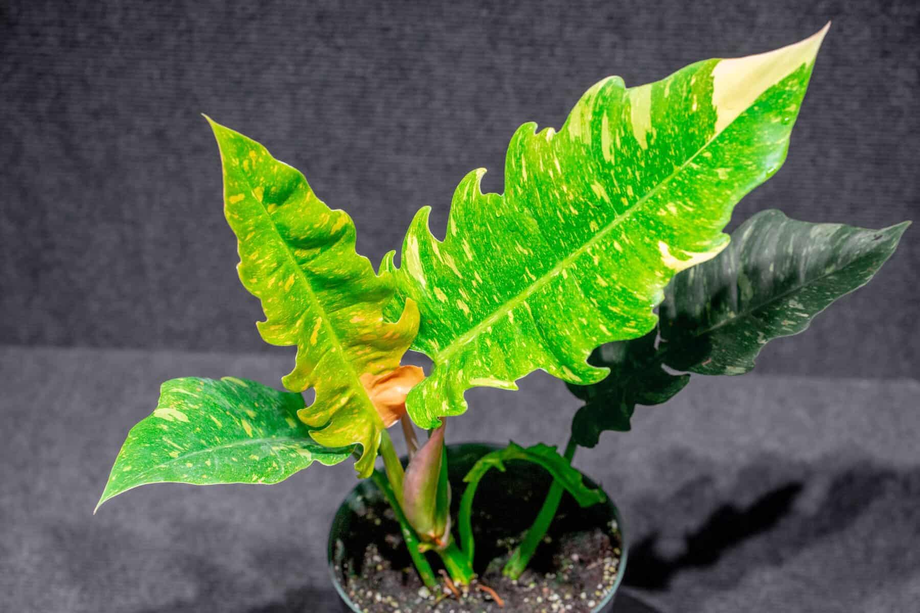 Philodendron Ring Of Fire 6 pot  305 Greenery, Inc.