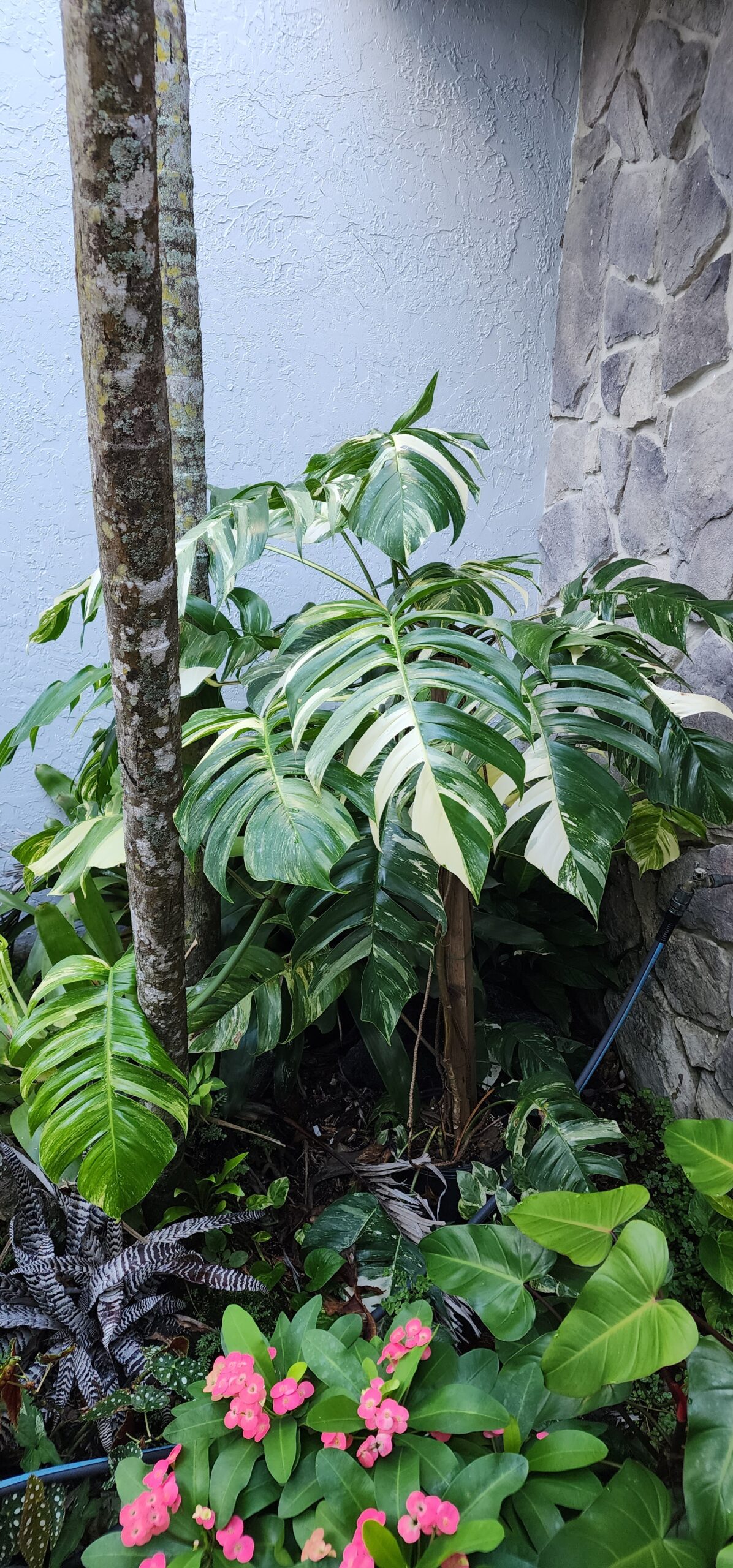 Epipremnum Pinnatum Albo Variegated Plant - Mawar Hitam Flora