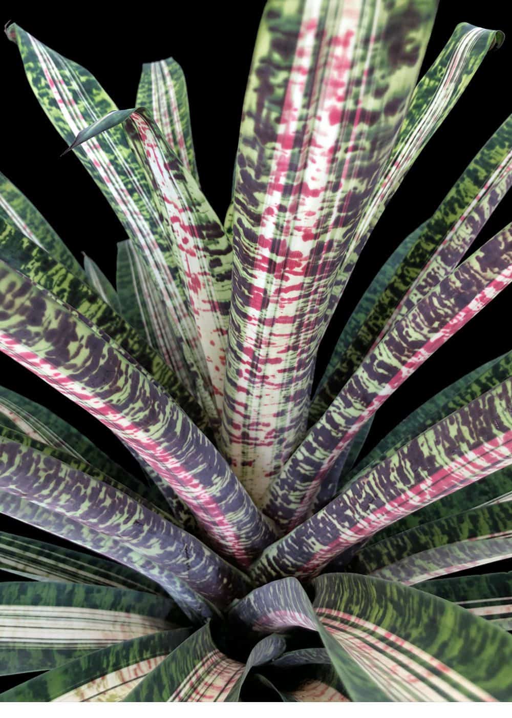 Vriesea Ocean Mist – 305 Greenery, Inc.