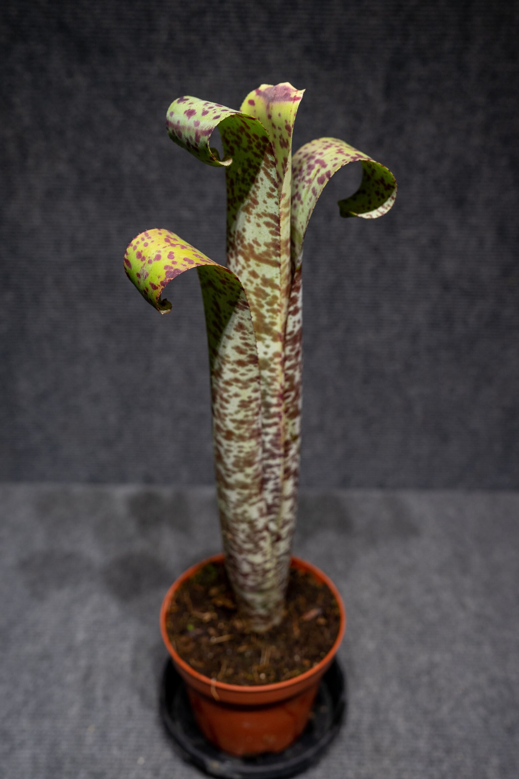 Hohenbergia Castellanosii 8″ pot – 305 Greenery, Inc.