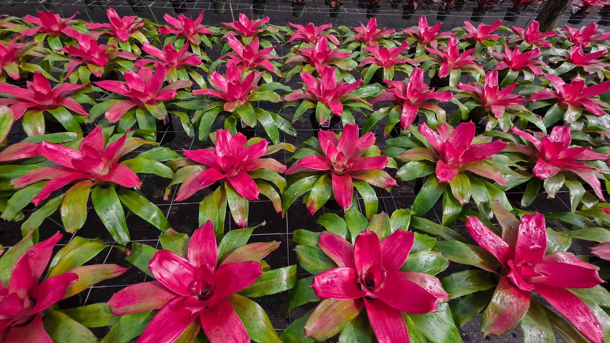 Neoregelia Green Apples  305 Greenery, Inc.