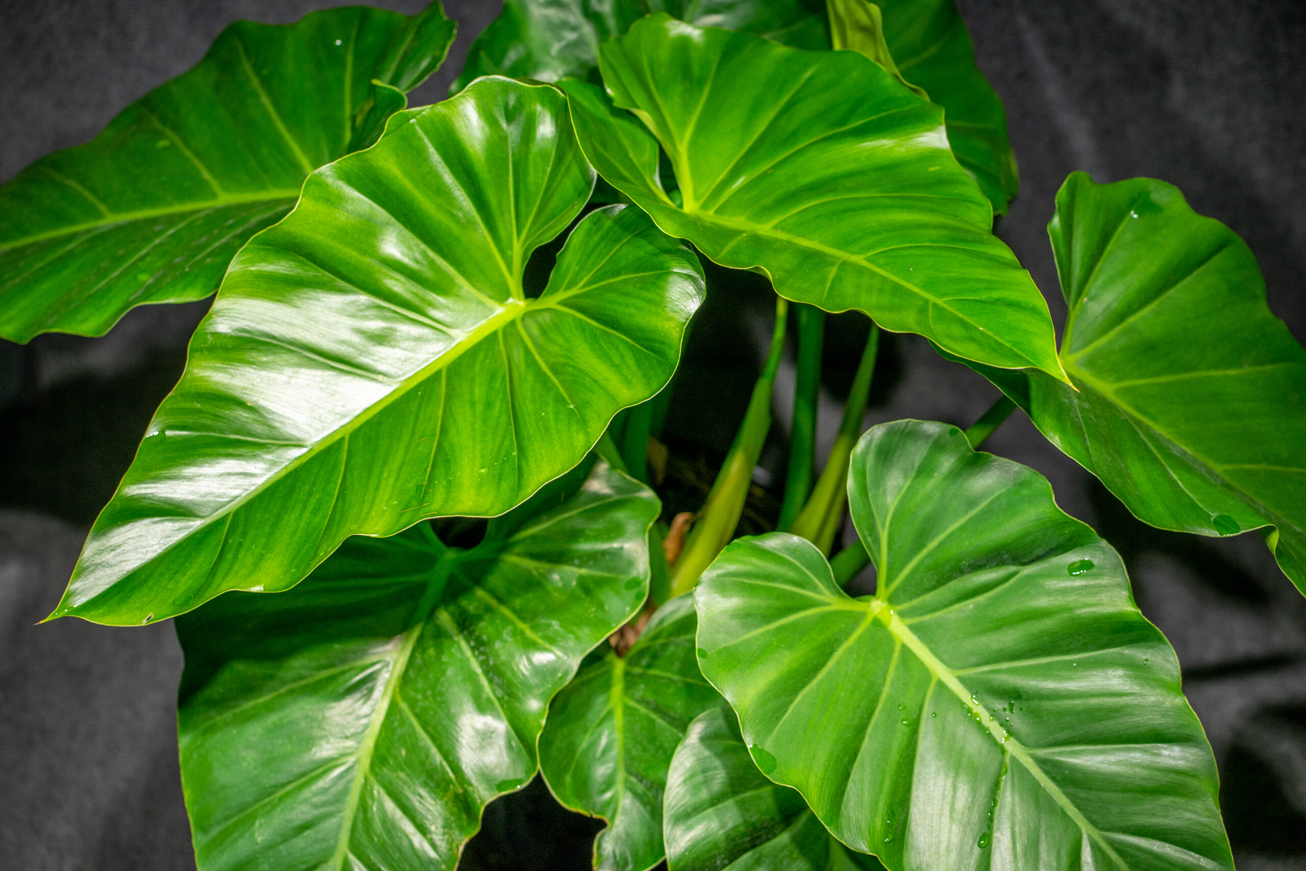 Philodendron Giganteum-00761
