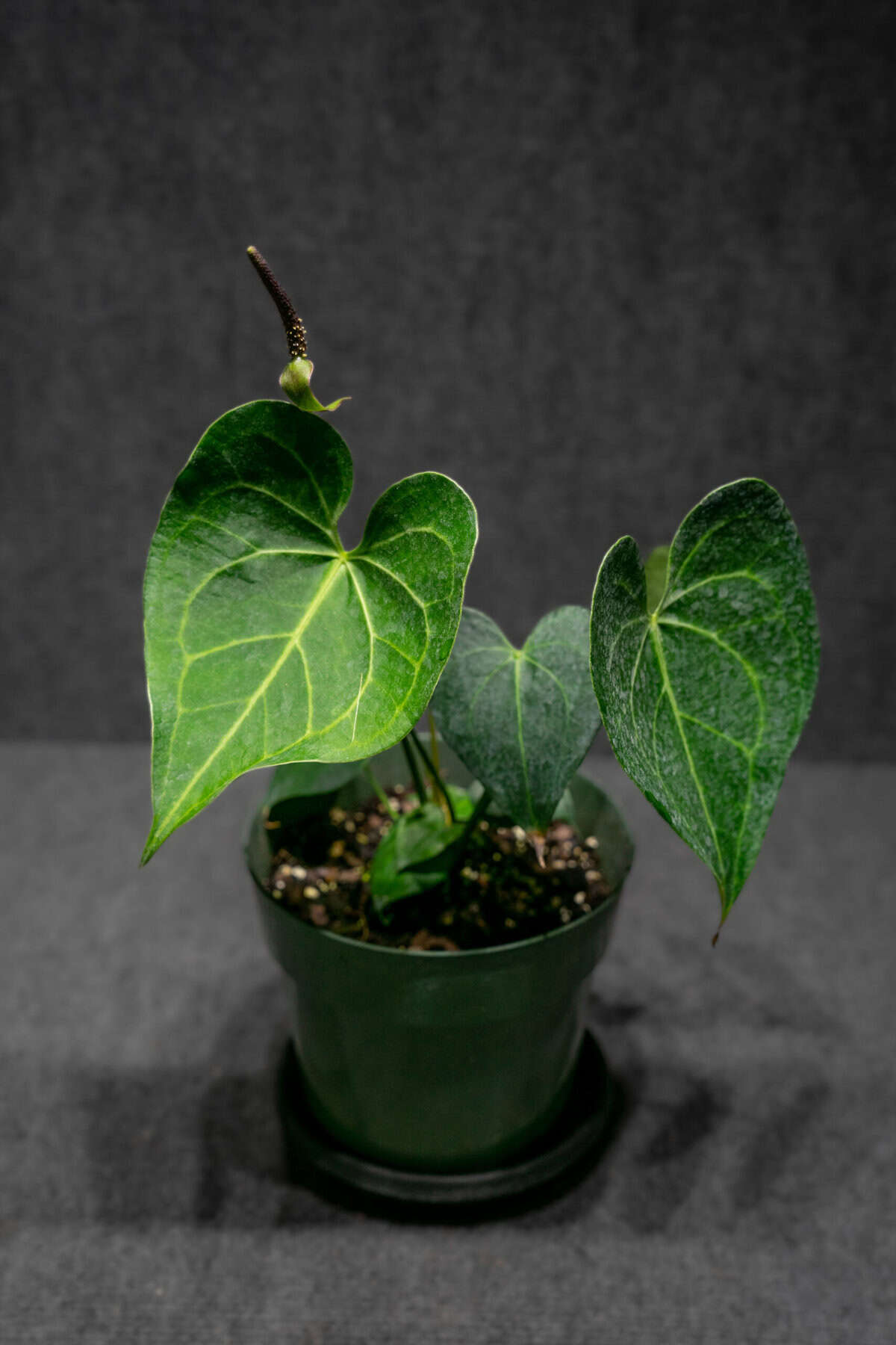 Anthurium pterodactyl – 305 Greenery, Inc.
