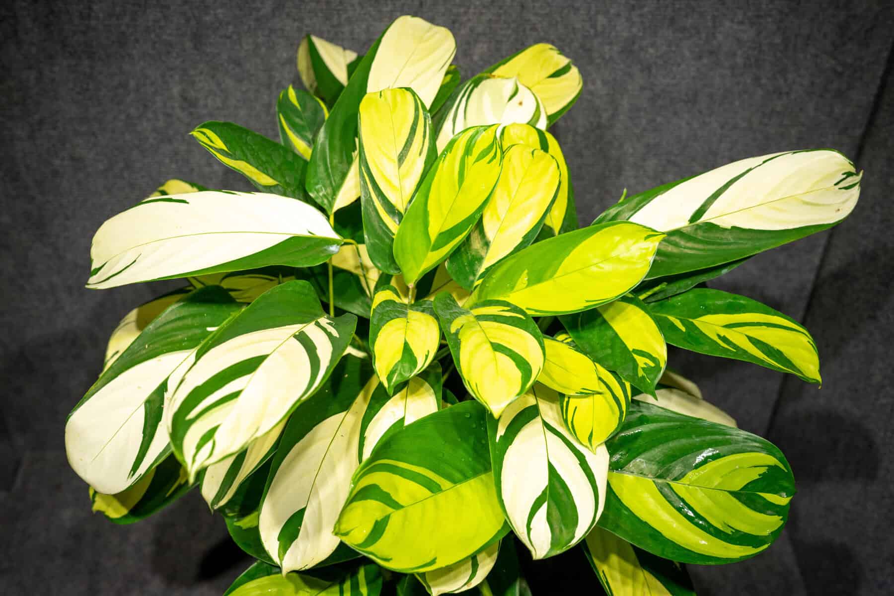 calathea-pilosa-305-greenery-