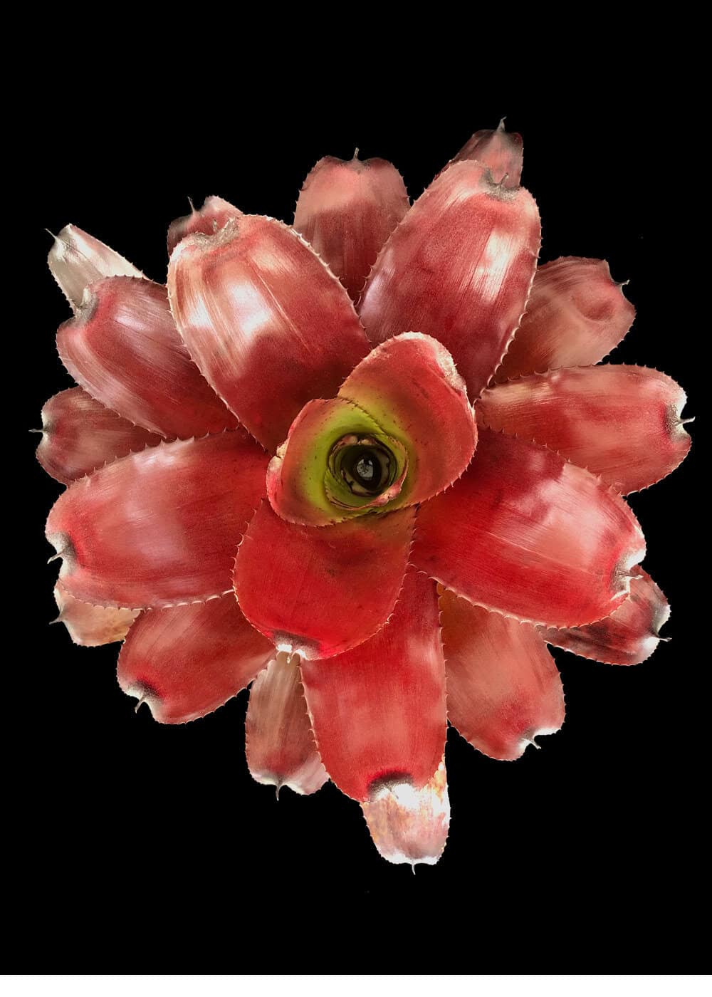 bimbo plants Dionaea muscipula VENUS FLYTRAP 'BIMBO' (Long Lashes)  Ferri Seeds