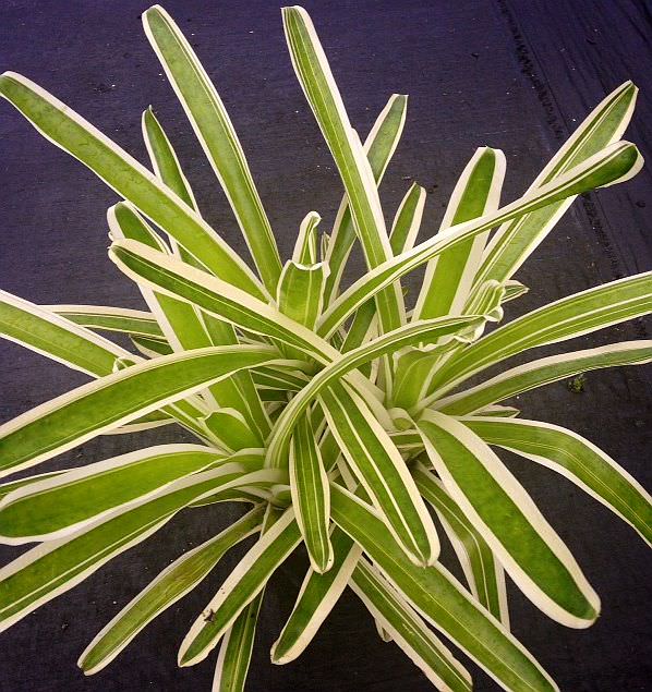 Neoregelia Bossa Nova – 305 Greenery, Inc.