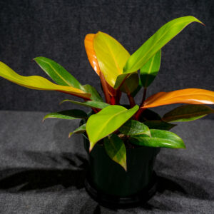 4 Epipremnum pinnatum albo (variegated) – Canopy Plant Co.