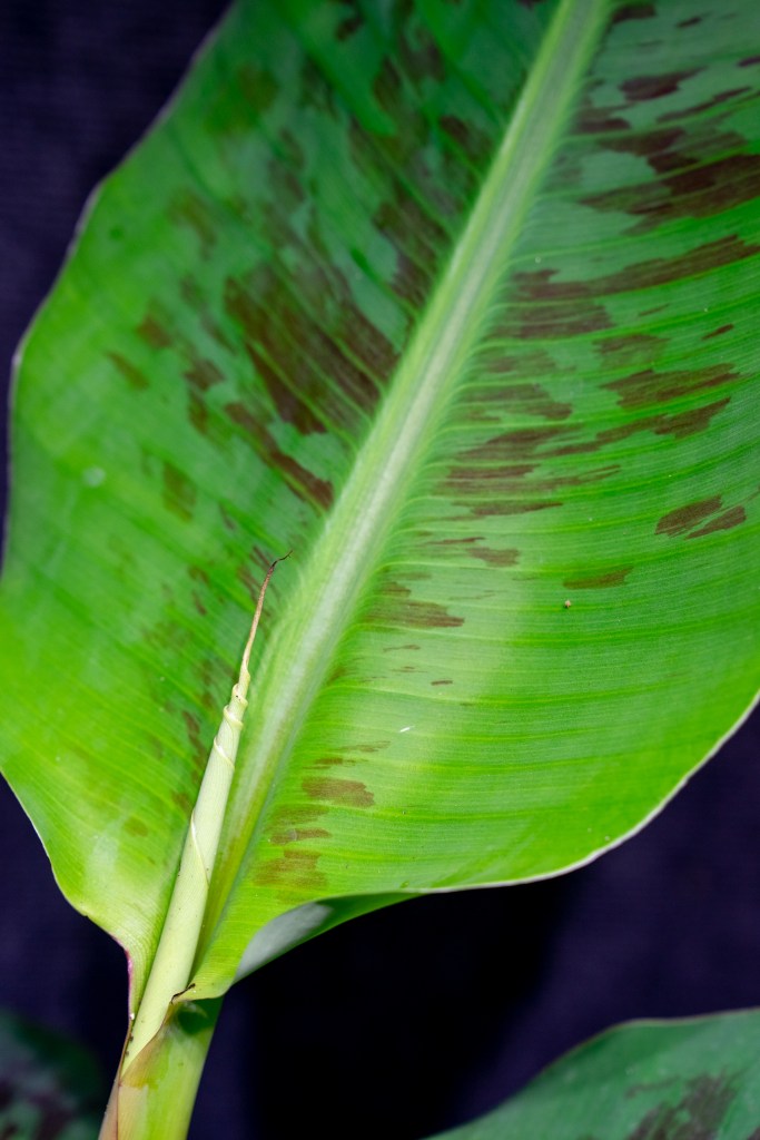 Banana Zebrina Rojo (3 gallon pot) 305 Greenery, Inc.