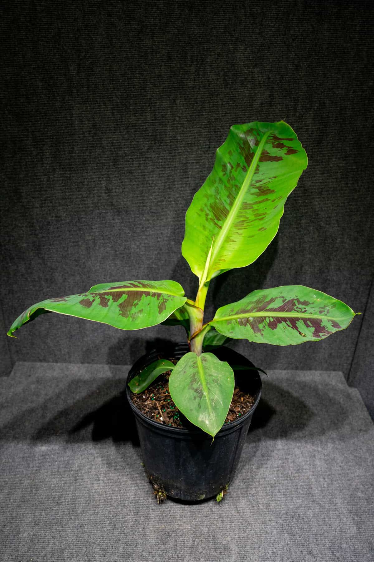 Banana Zebrina Rojo (3 gallon pot) – 305 Greenery, Inc.