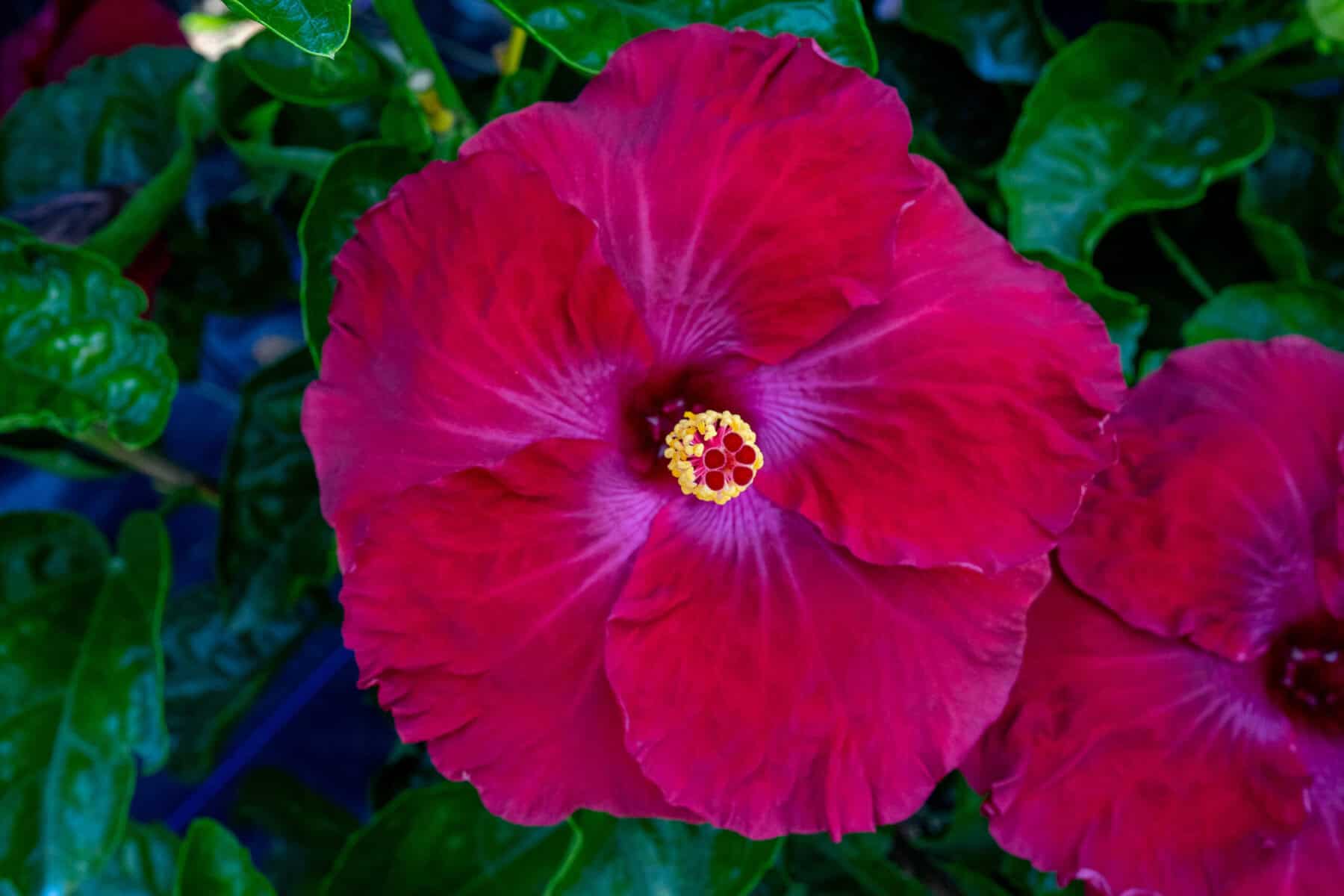 hibiscus-exotic-red-9-pot-305-