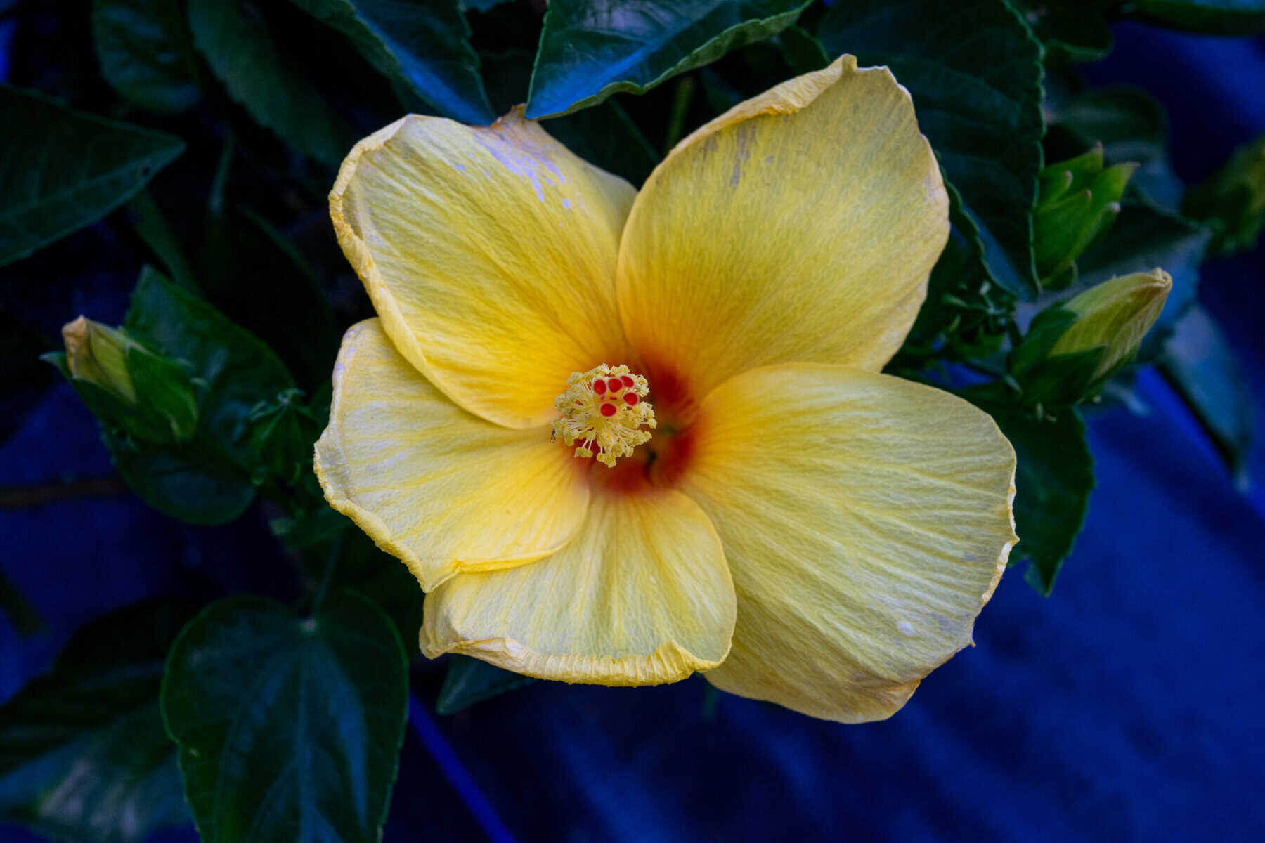 hibiscus-sunset-yellow-9-pot-