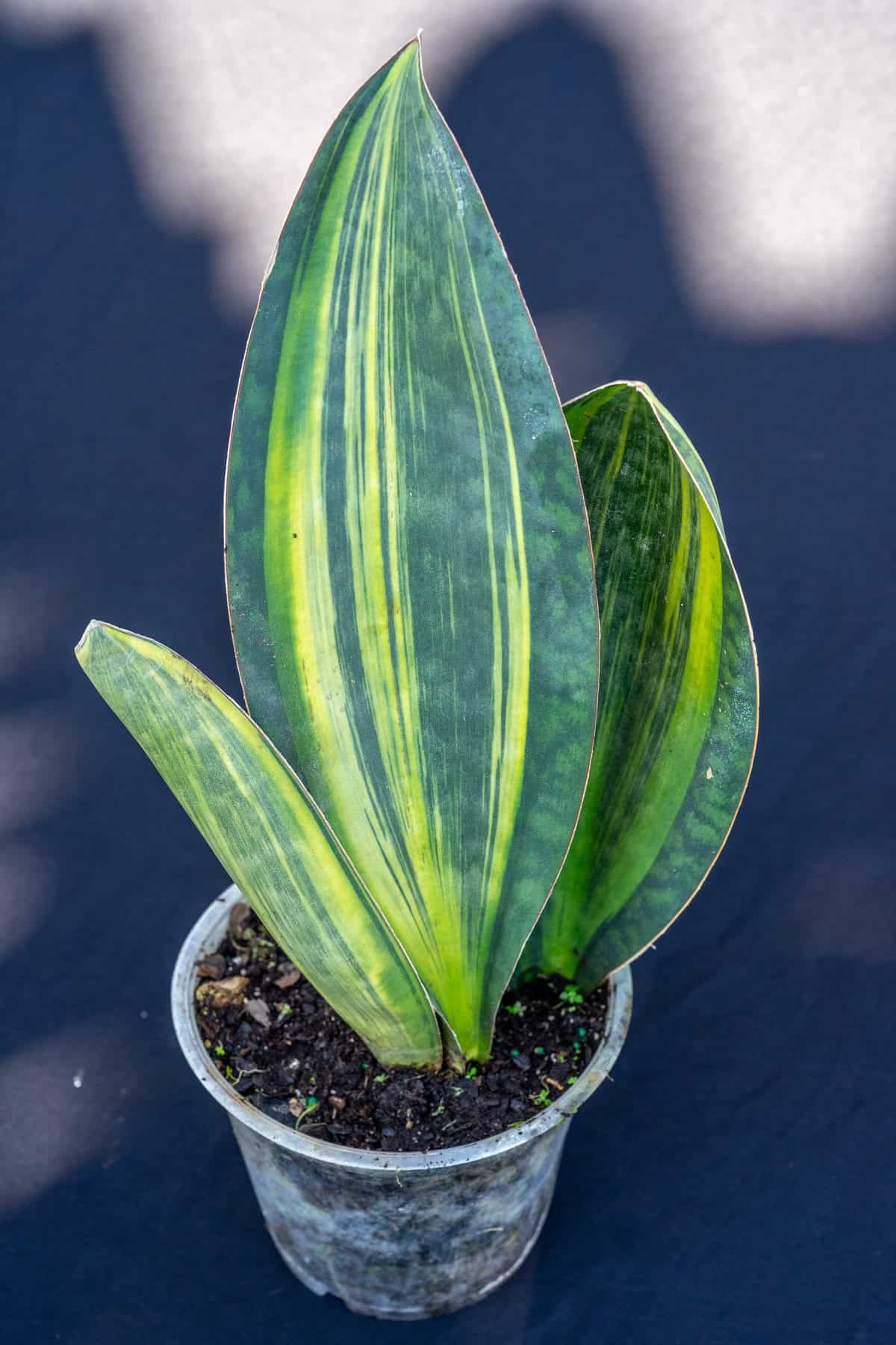 Sansevieria Masoniana 'Whale Fin' Variegated – 305 Greenery, Inc.