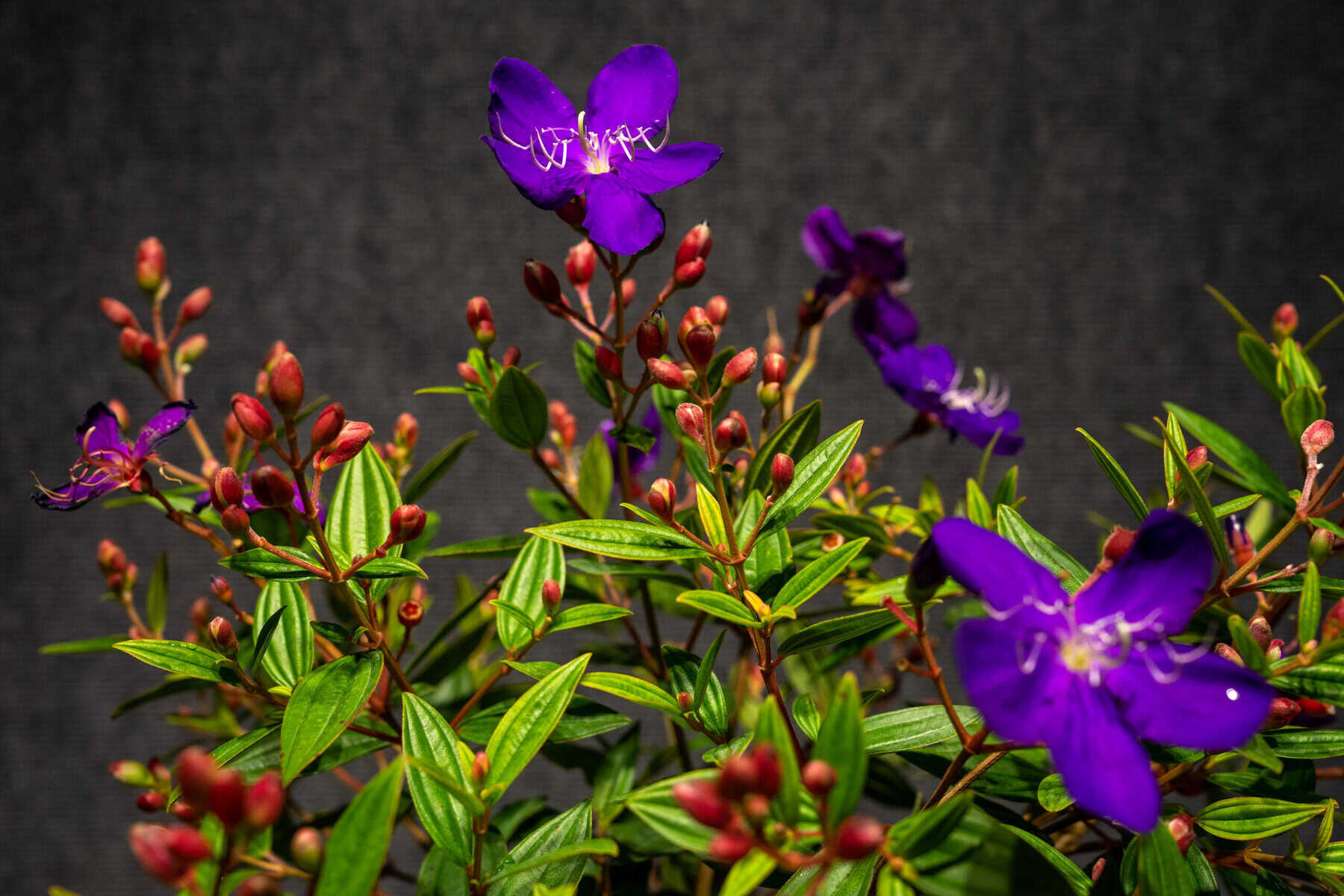 TIBOUCHINA REGULAR 9 pot  305 Greenery, Inc.