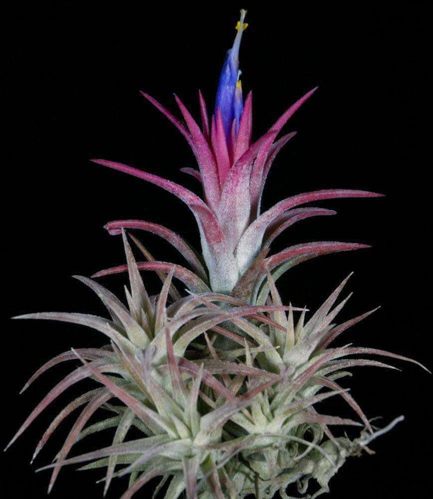Tillandsia Ionantha v. vanhyningii – 305 Greenery, Inc.