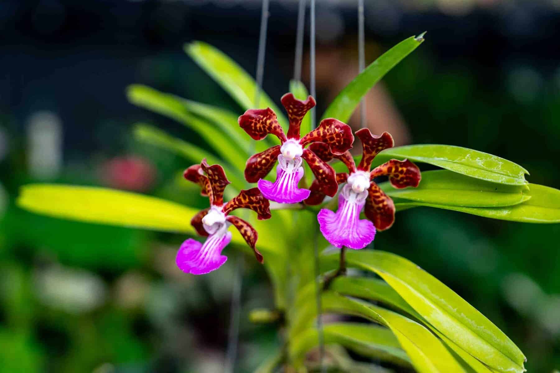 Vanda Parksorn Fragrance Red – 305 Greenery, Inc.