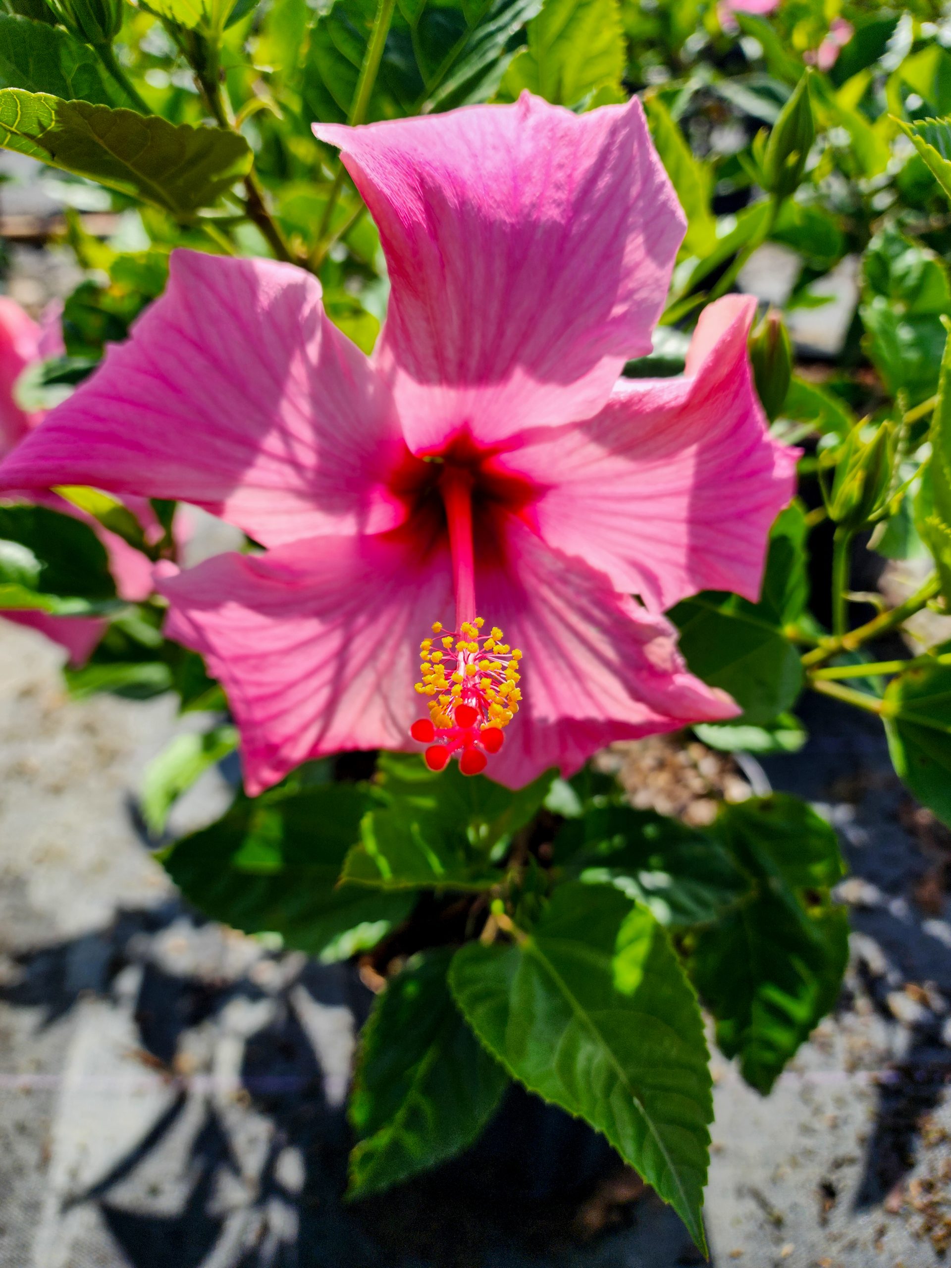 Hibiscus Seminole Pink-06