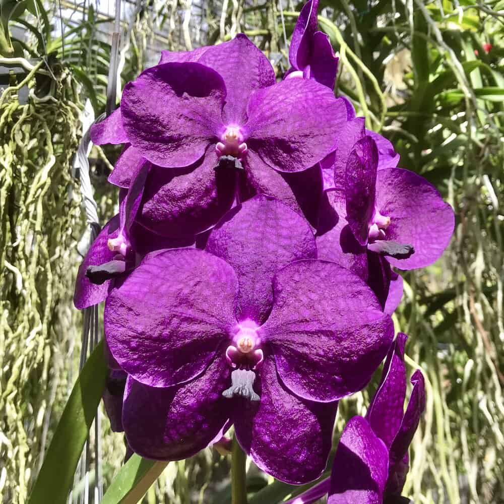 Vanda Adisak Blue – 305 Greenery, Inc. Vanda Adisak Blue – 305 Greenery, Inc.