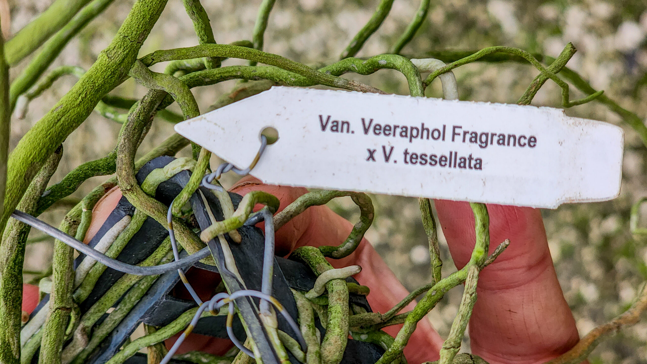 Vanda Veeraphol Fragrance x V. tessellata-142354
