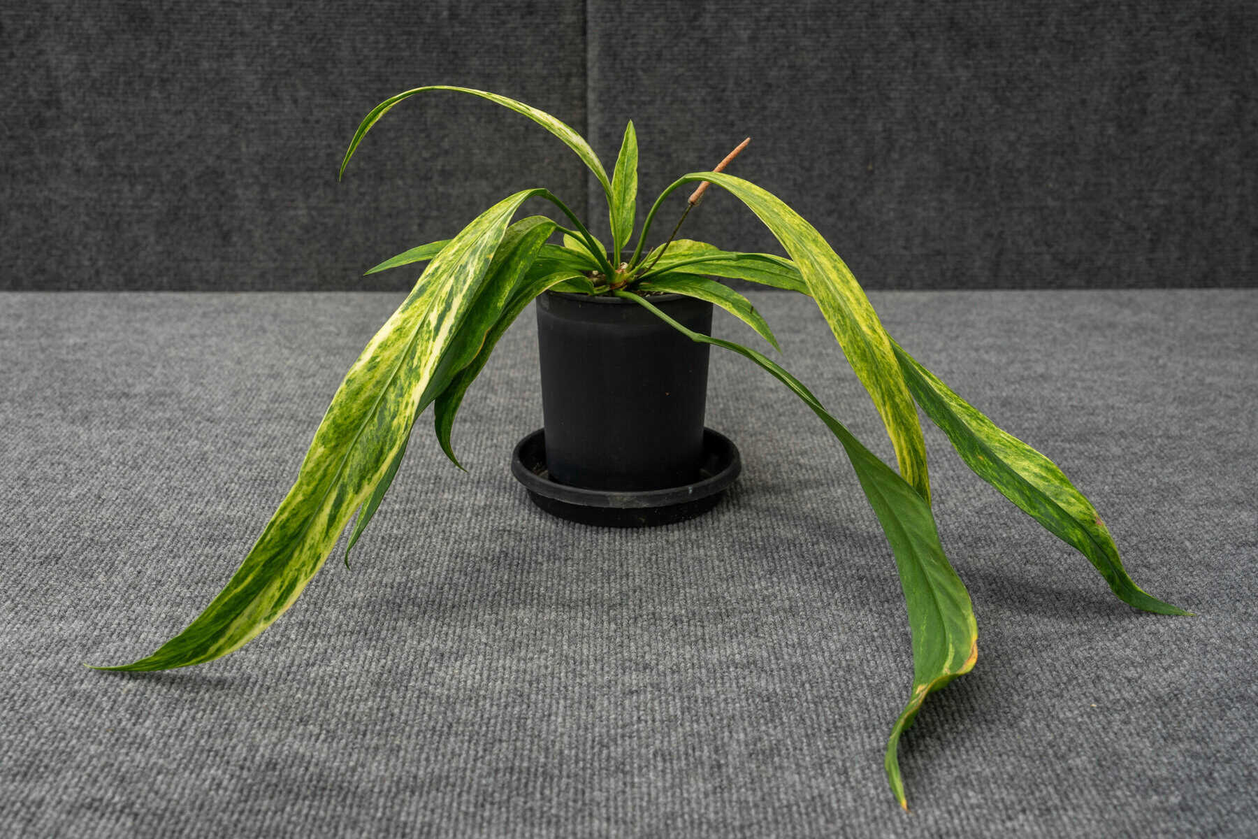 Anthurium Vittarifolium Var  305 Greenery, Inc.