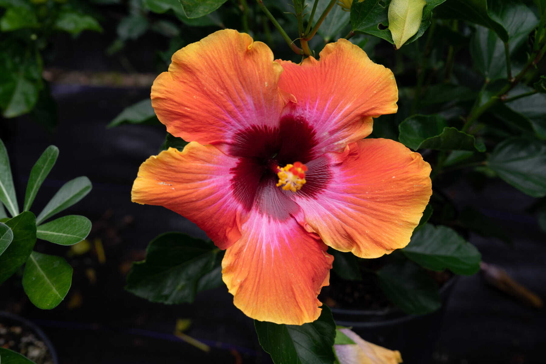 Hibiscus Fiesta 9″ pot – 305 Greenery, Inc.