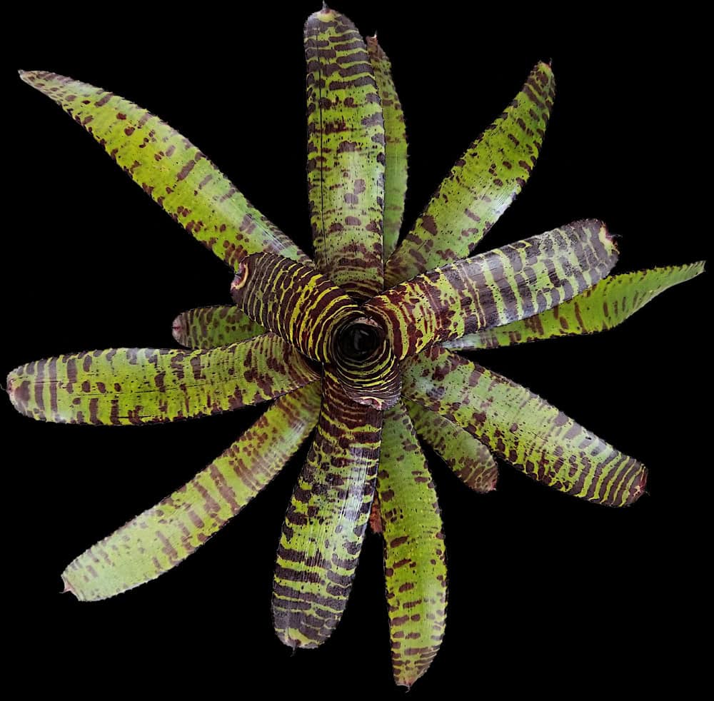 ブロメリア・エアープランツ Neoregelia Hannibal Lecter Neoregelia Hannibal Lecter 6″ pot – 305 Greenery, Inc.