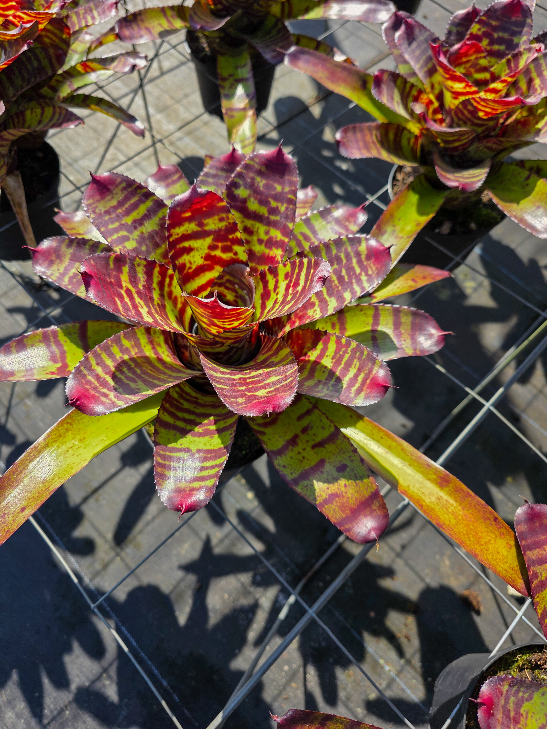 neoregelia-high-voltage-red-