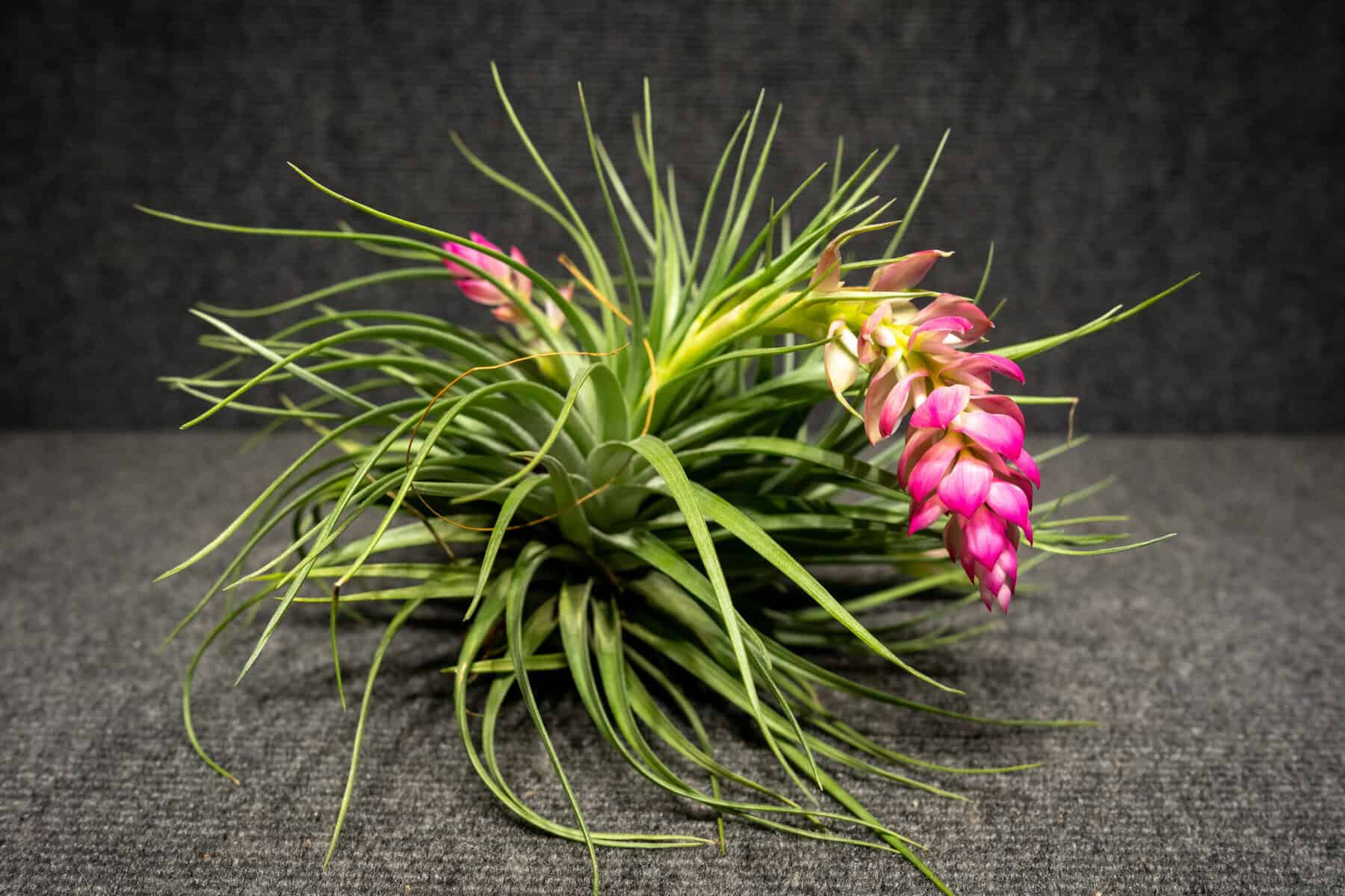 Tilandsia Stricta – 305 Greenery, Inc.