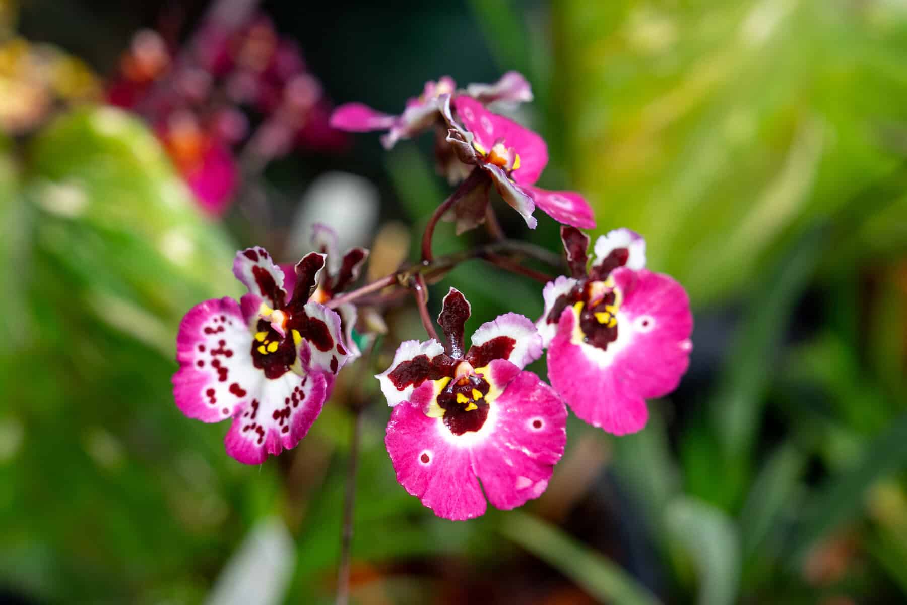 tolumnia-jairak-firm-pink-lady
