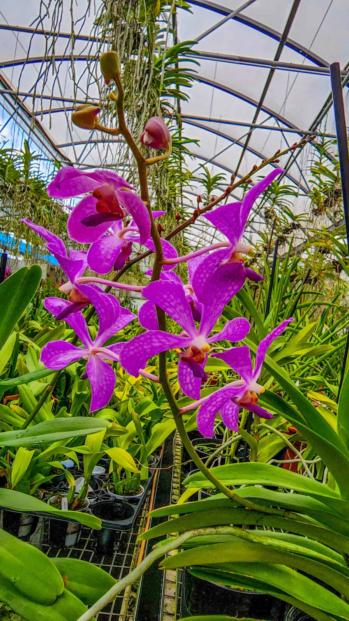 Vanda Jairak Blue – 305 Greenery, Inc.