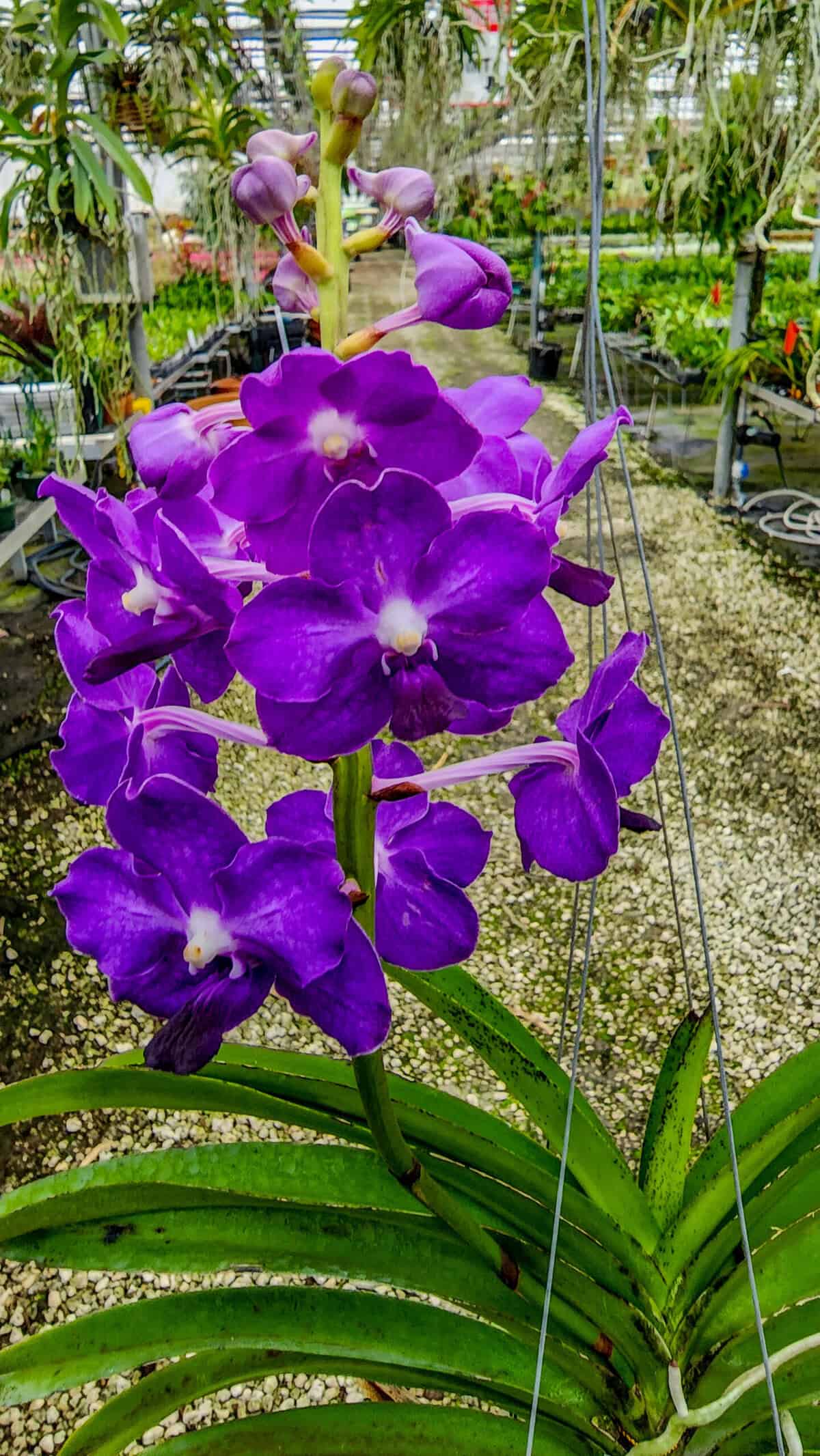 Vanda Ploenpit Blue – 305 Greenery, Inc.