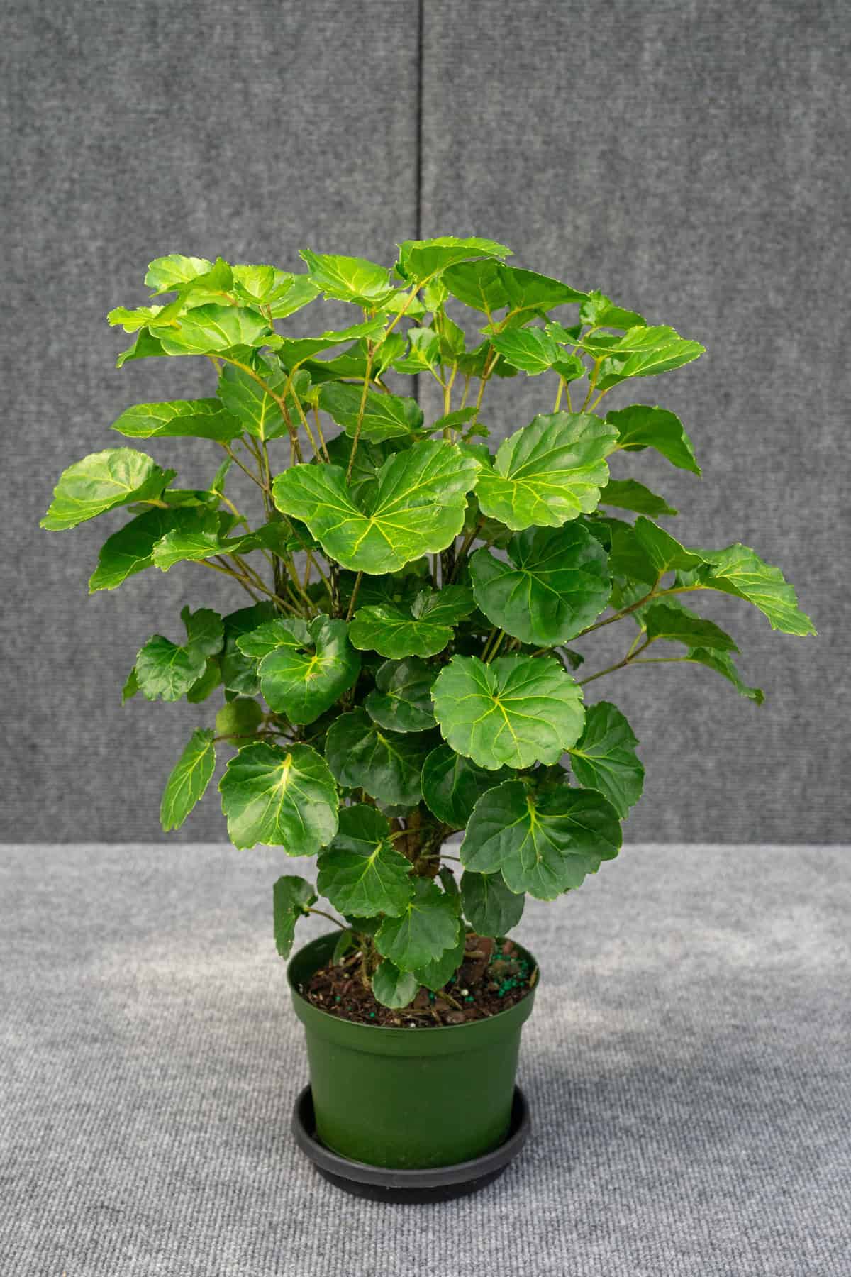 Aralia Balfouriana 'Lemon Lime' 6″ pot – 305 Greenery, Inc.