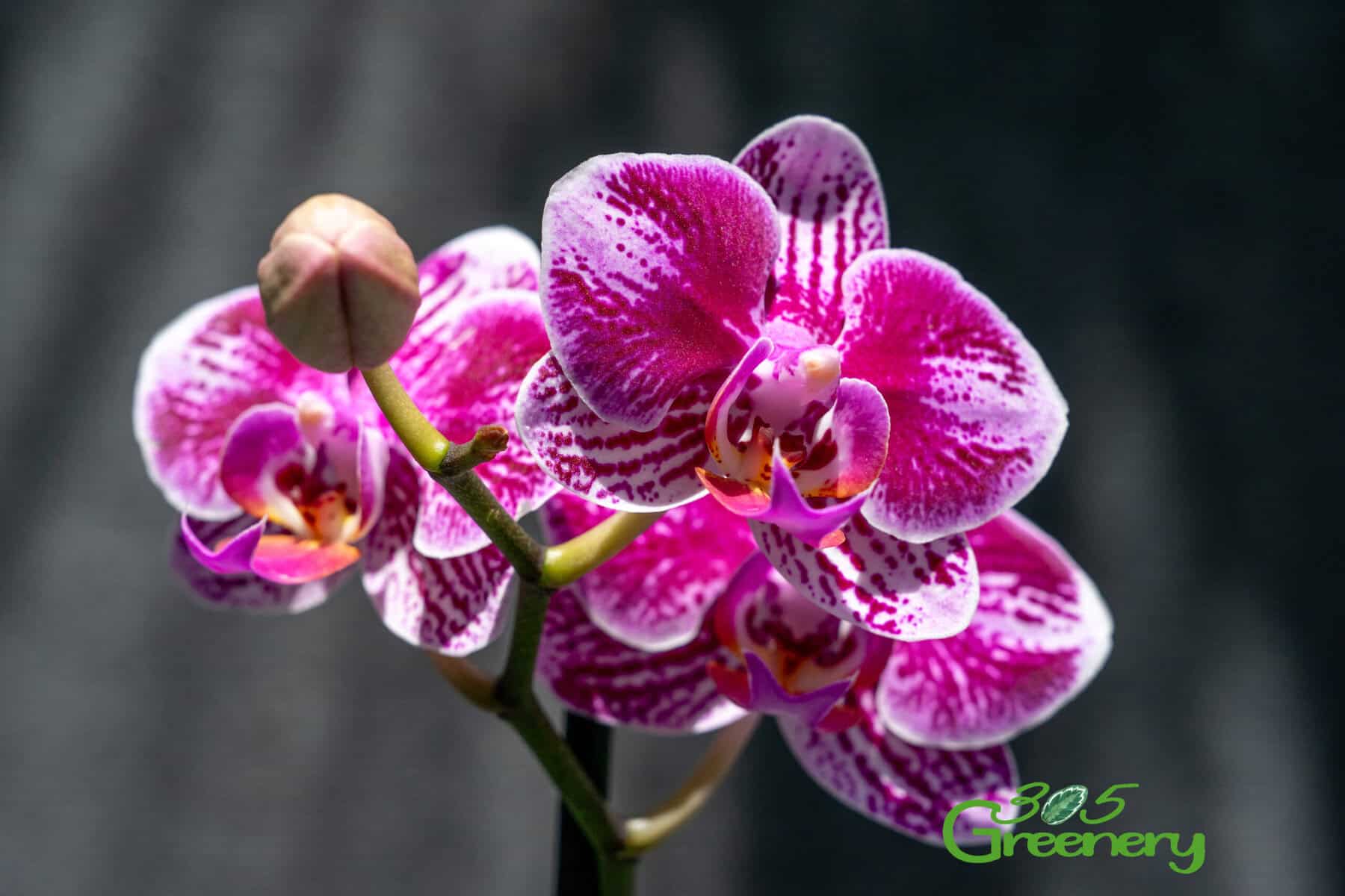 phaleanopsis-broken-heart-5-