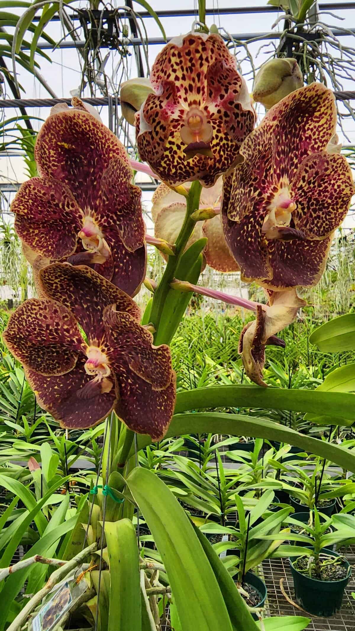 骨董　超希少 カナリアイエロー　ブルドッグ　フィギュリン　ウラン Vanda Kulwadee Fragrance 'Golden Brown' #526 – 305 Greenery, Inc.