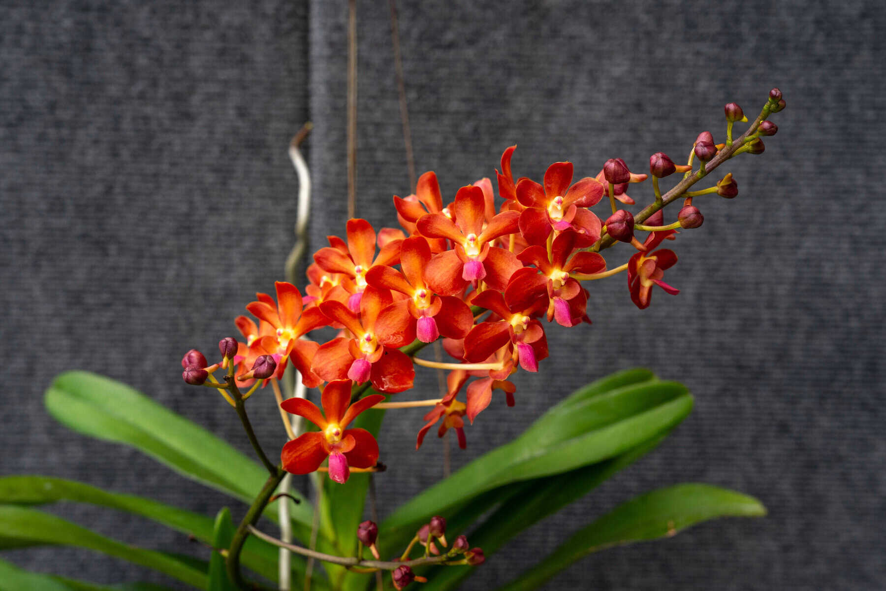 Vanda Waironara Tango Fire – 305 Greenery, Inc.