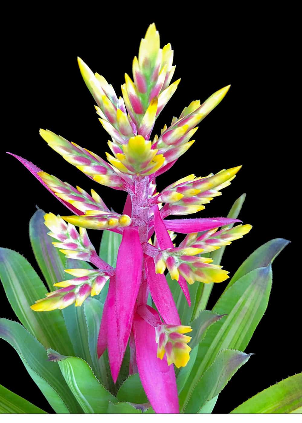 Aechmea 9″ Fantasy (P.) – 305 Greenery, Inc.