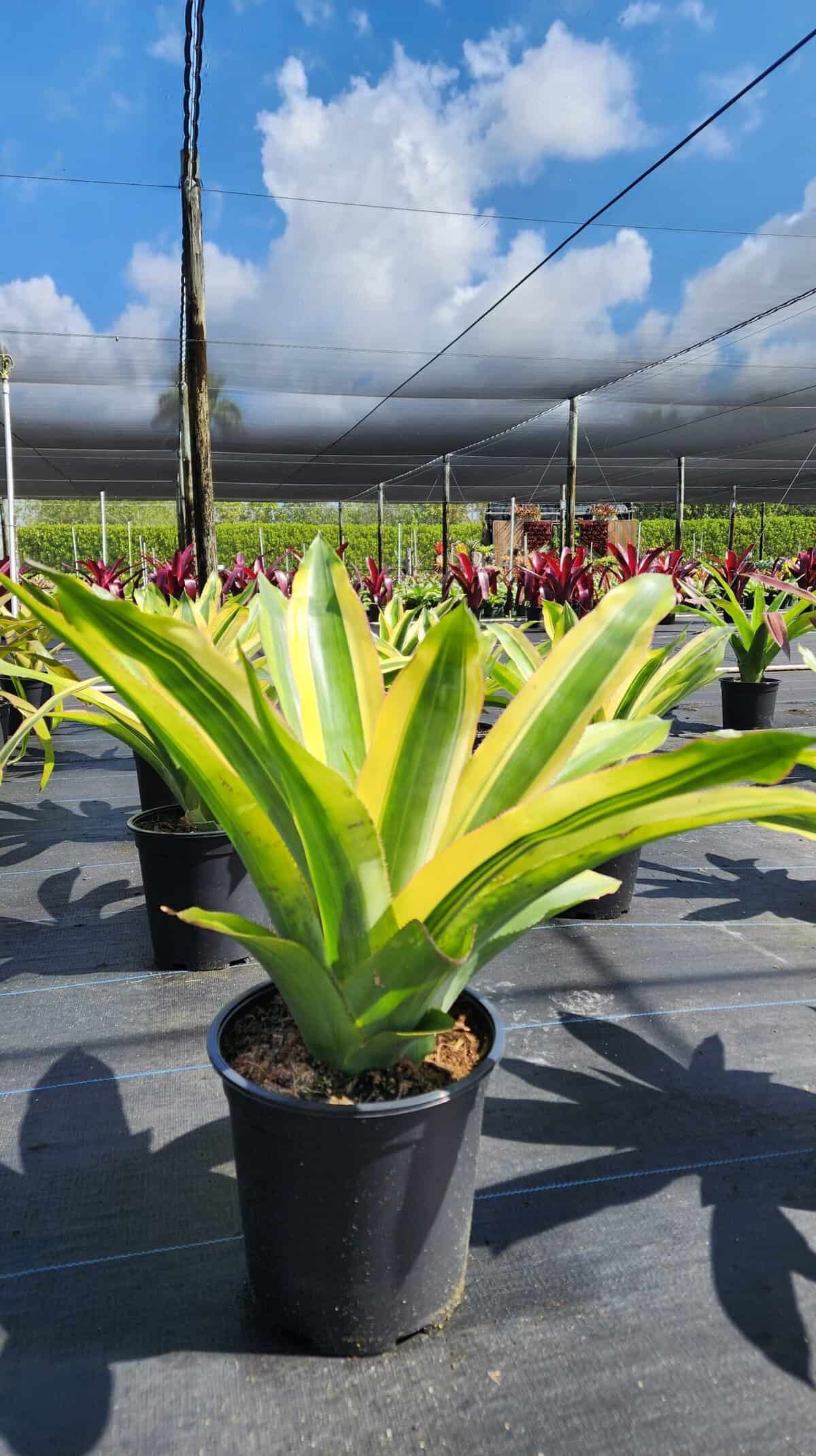 Aechmea Mexicana Albo 9″ pot – 305 Greenery, Inc.