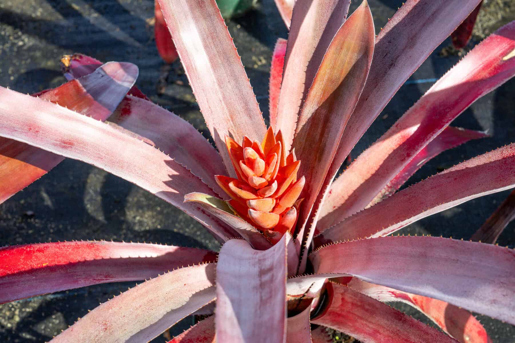 aechmea-tropic-torch-red-9-pot