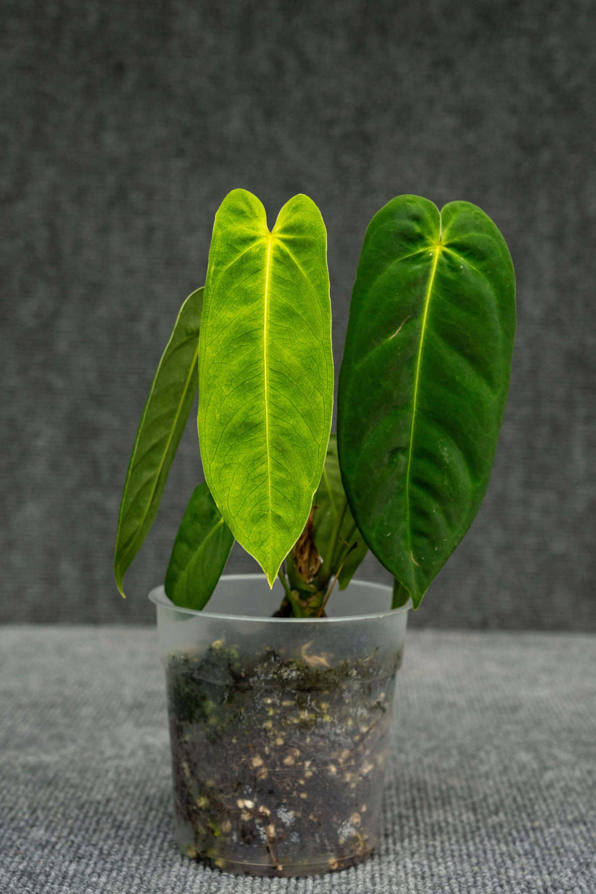 philodendron red brown Philodendron Red Beauty | Online Plants