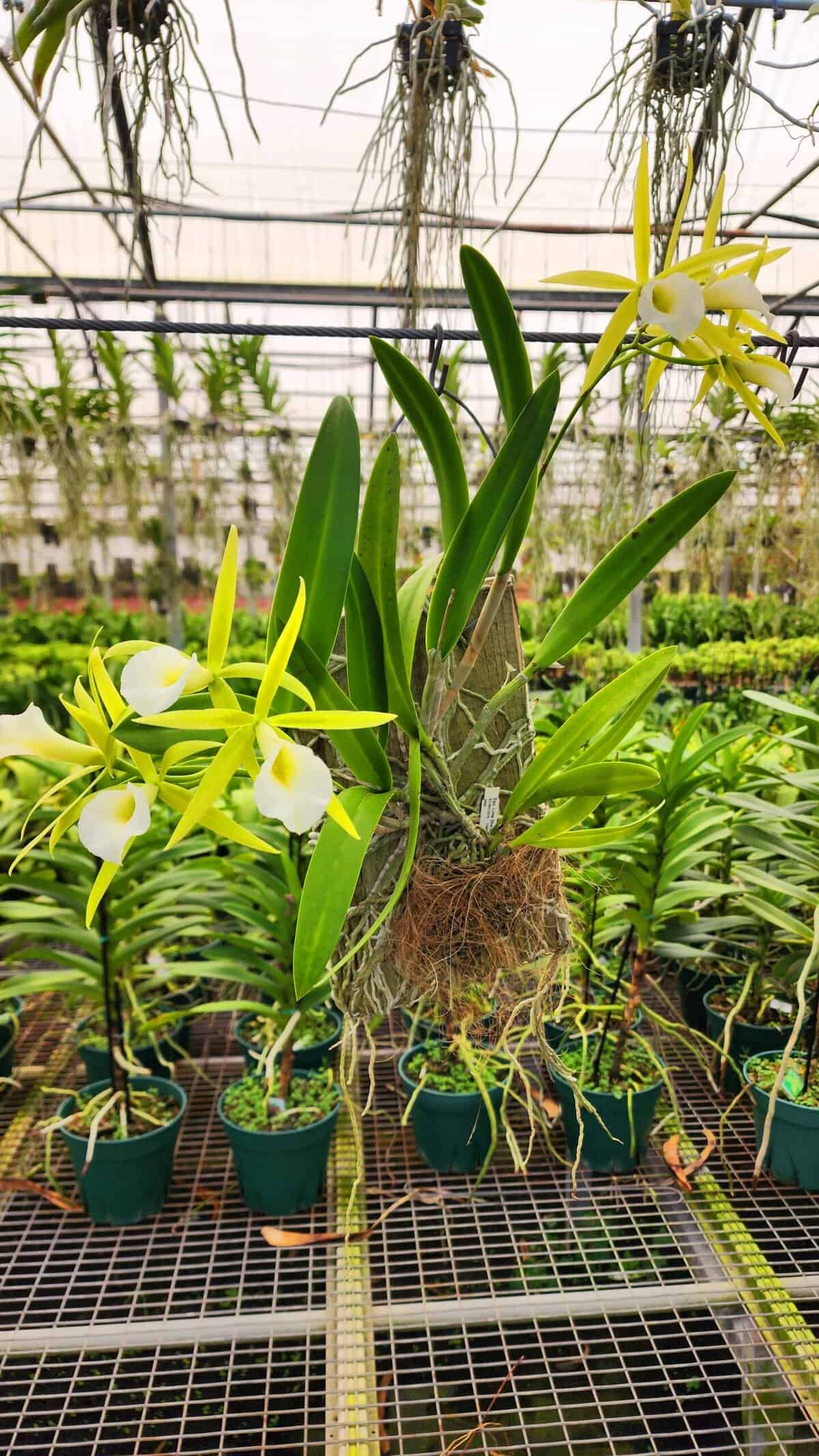 New　初夏ウララナチュラル38㎝のビッグフラワーリース Brassavola 'Lime-Sherbet' – 305 Greenery, Inc.