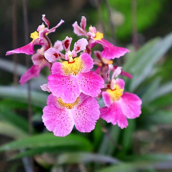 tienhaitranle：フレグランス ワードローブ フォーヒム tienhaitranle様専用：フレグランス ワードローブ フォーヒム - メルカリ