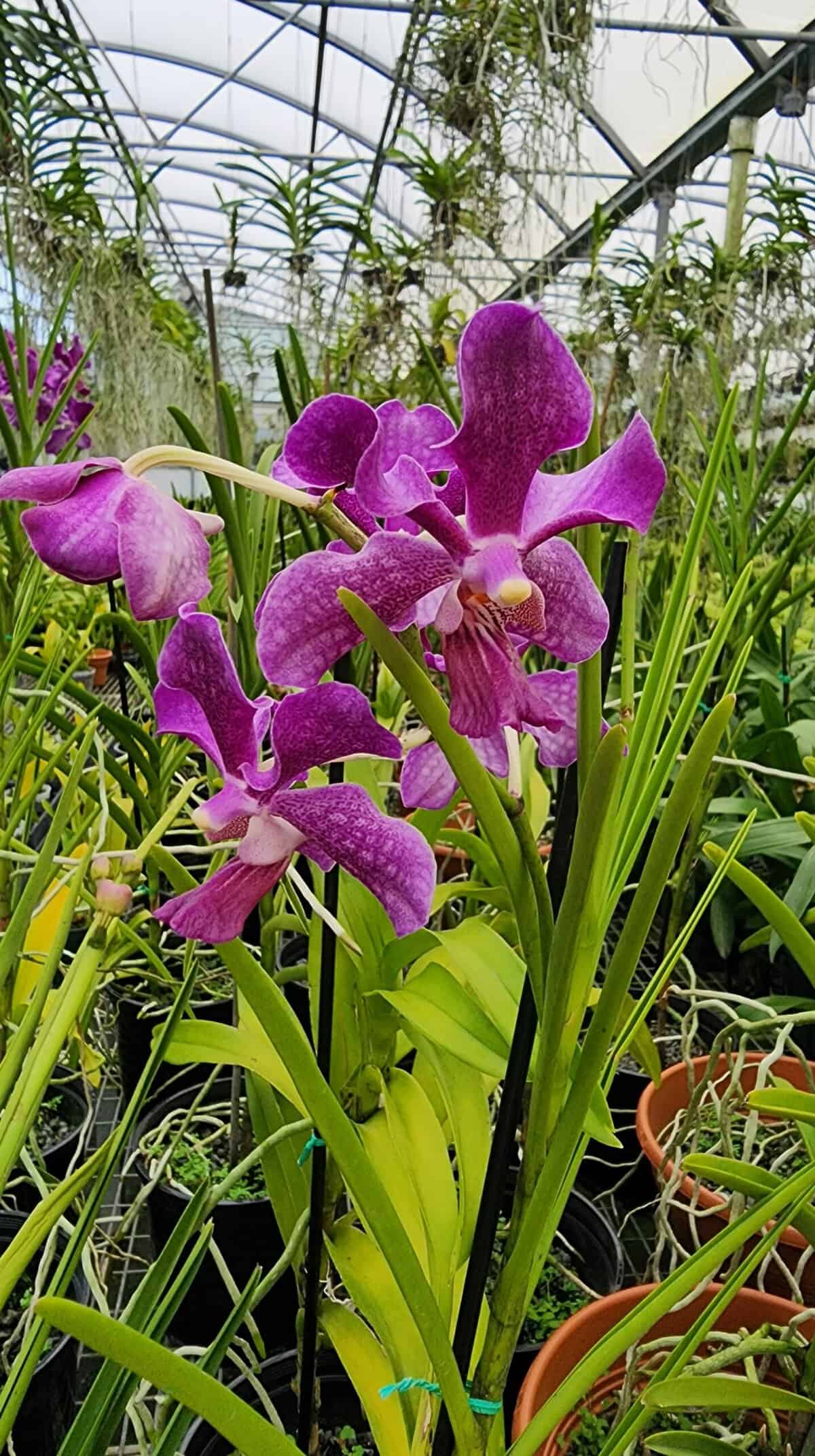 vanda-chaopraya-violet-305-