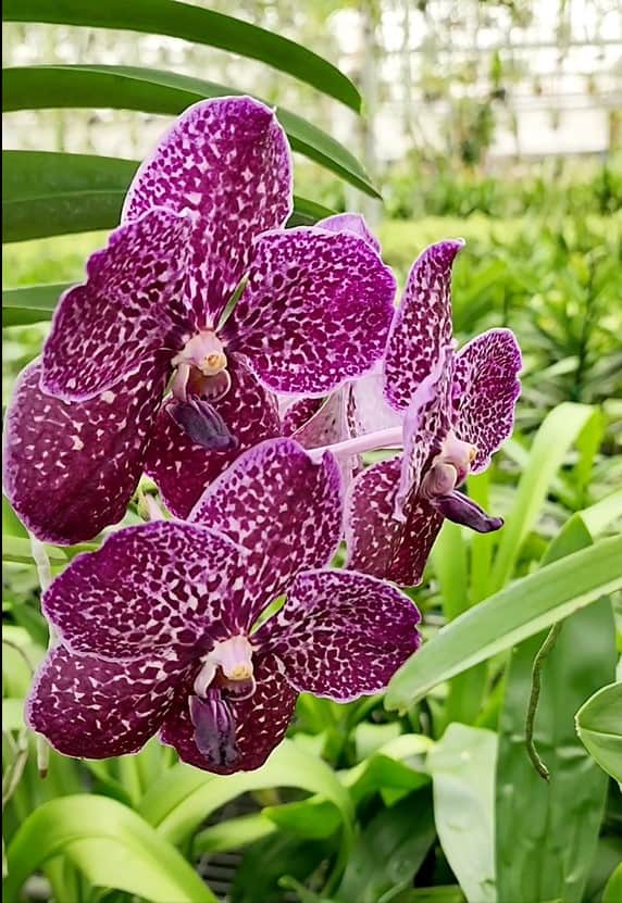 Vanda Gordon Dillon x Fuchs Delight – 305 Greenery, Inc.