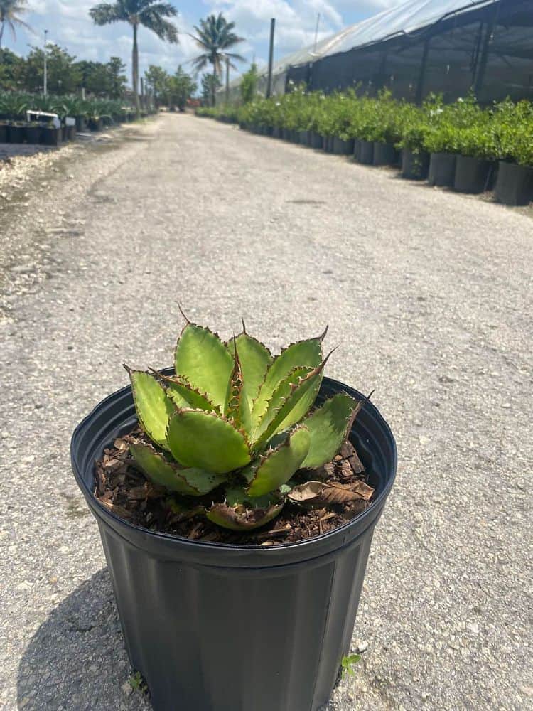 bogenhanf substrat AIRY System L mit Sansevieria Laurentii (Bogenhanf) main image 0