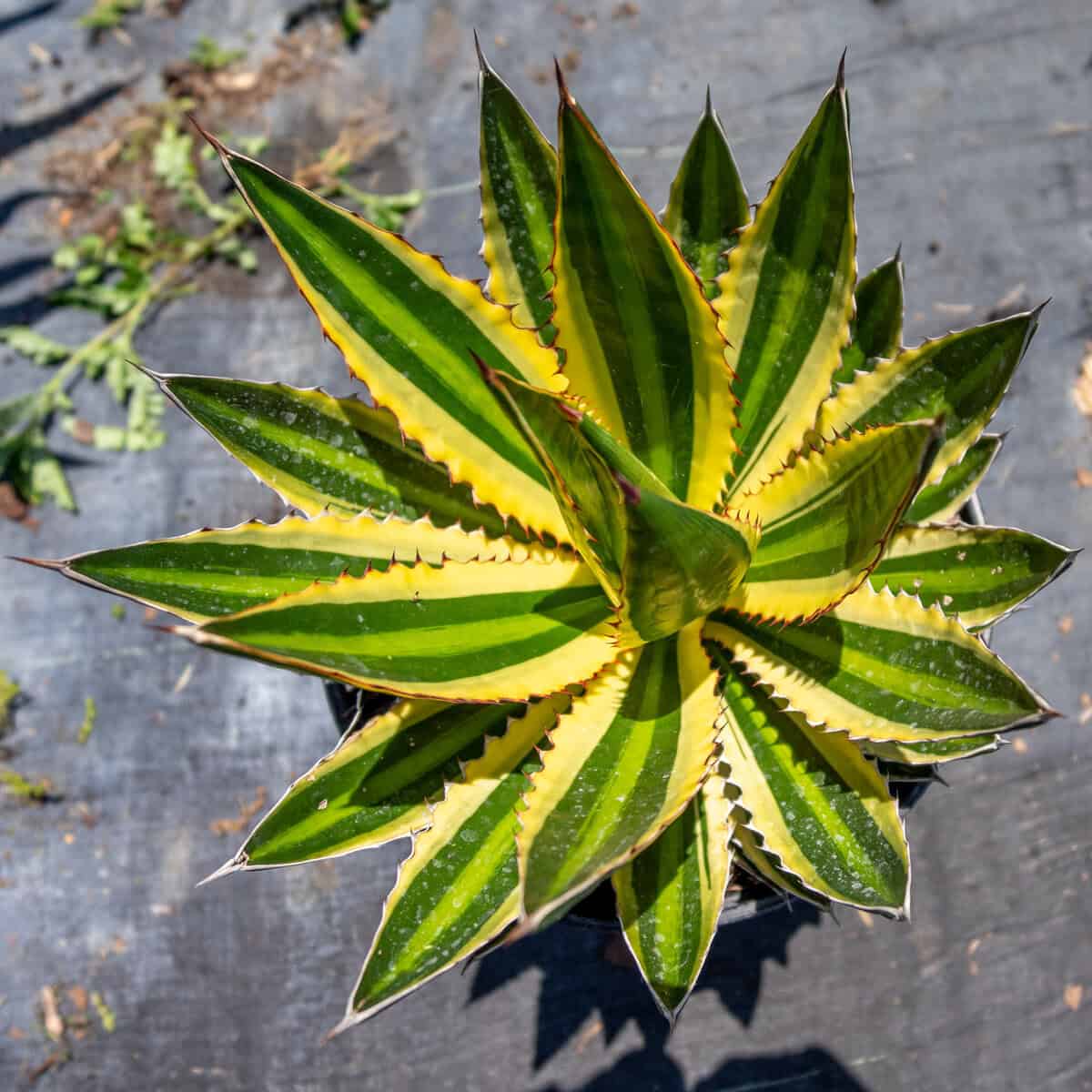 Agave lophantha 'Quadricolor', Century plant – 305 Greenery, Inc.