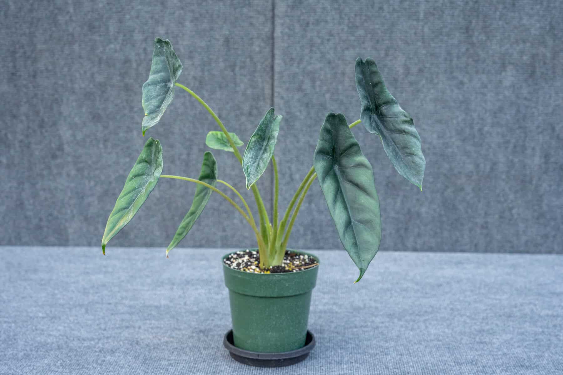 alocasia-venusta-very-rare-