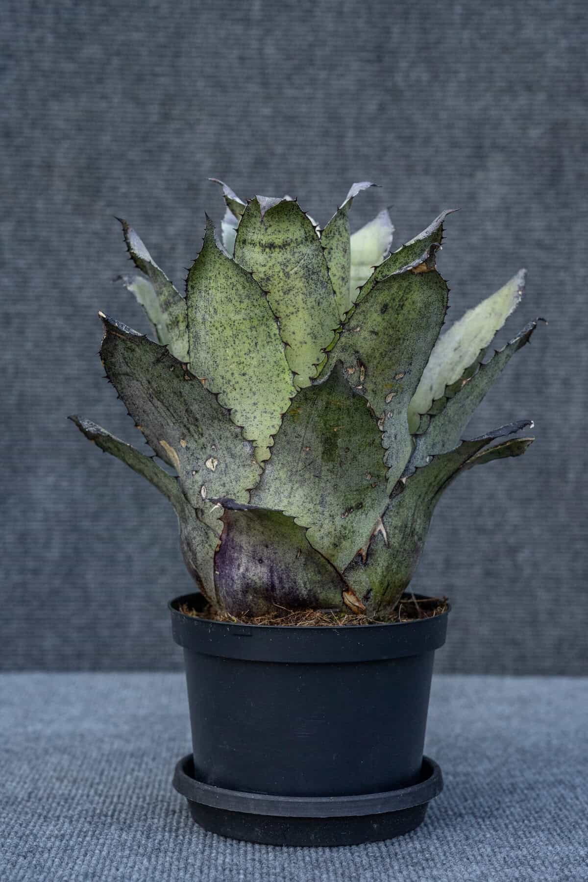 ブロメリア・エアープランツ Hohenbergia Black Cardinal Hohenbergia Edmundoi “Black” – 305 Greenery, Inc.
