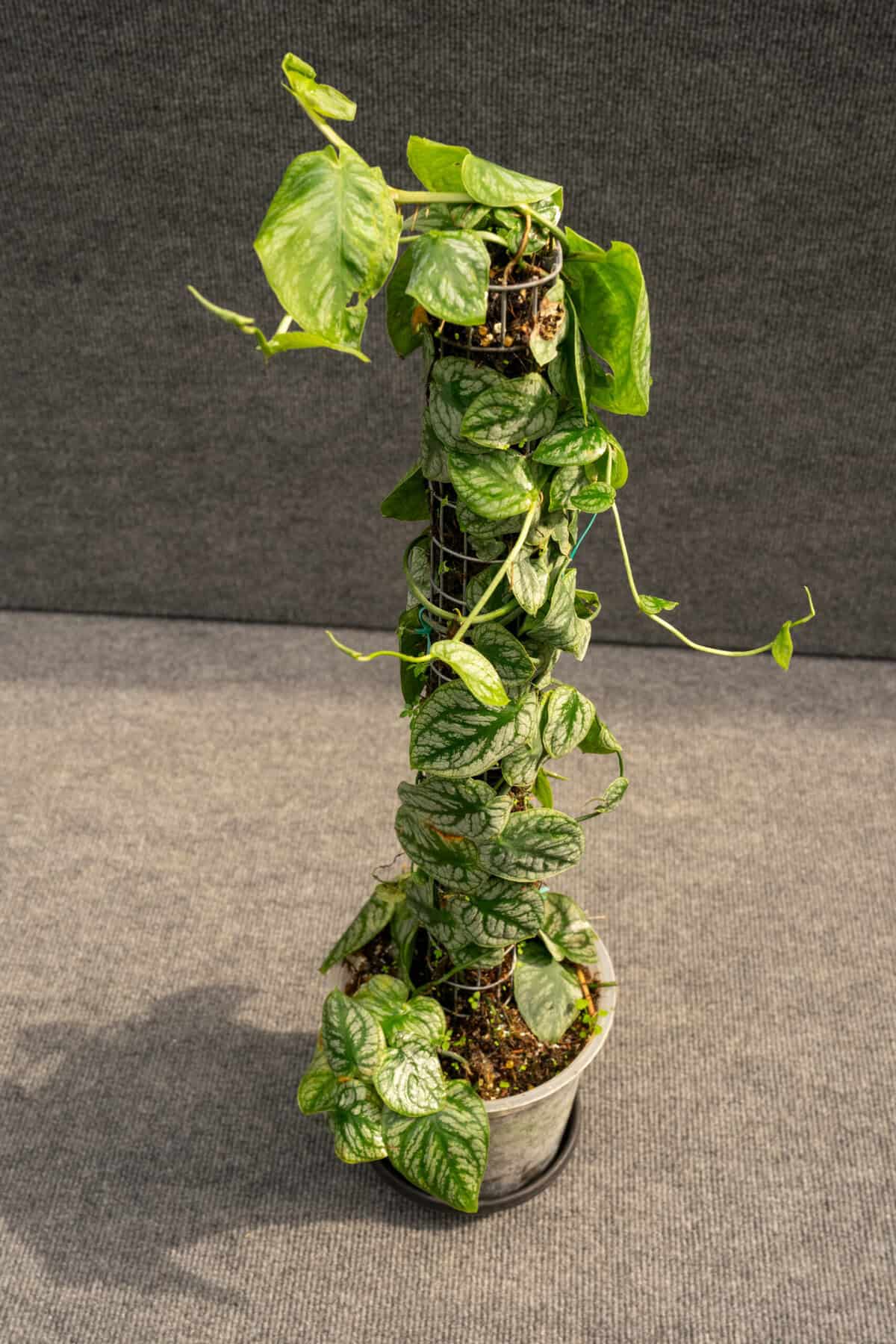 Monstera Dubia  305 Greenery, Inc.